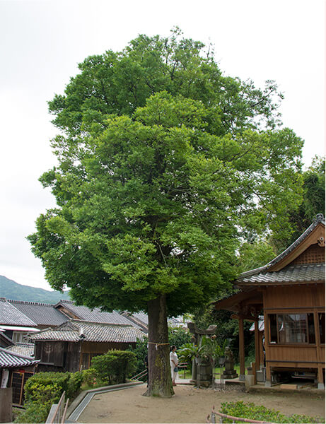 竹柏樹