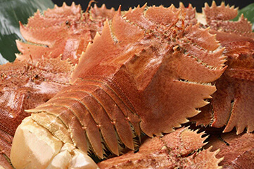 團扇蝦（Uchiwa-ebi）